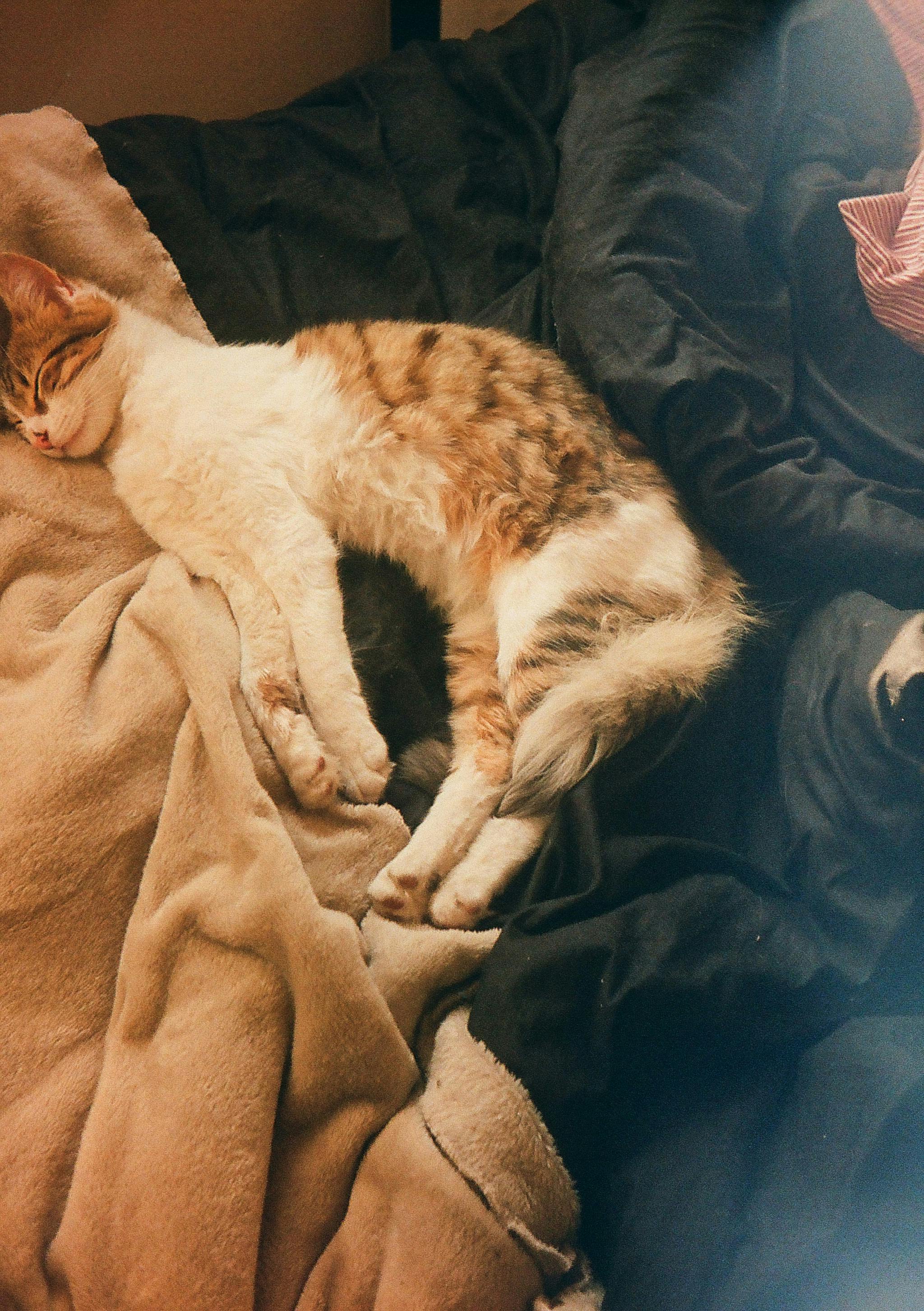white-kittens-lying-down-and-sleeping-free-stock-photo