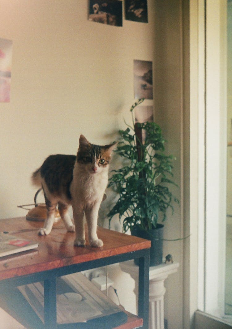 Cat On Table