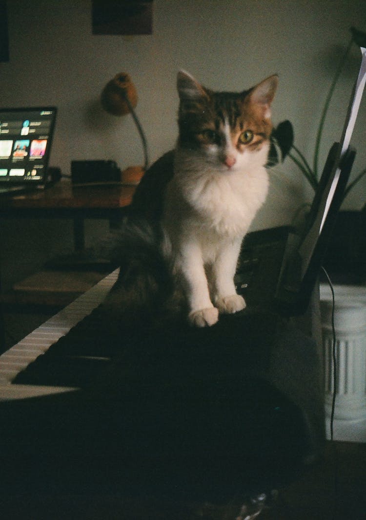 Cat Sitting On Keyboard Piano