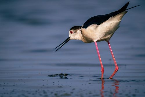 Free A striking close-up of a Black-winged Stilt wading in a serene lake environment. Stock Photo