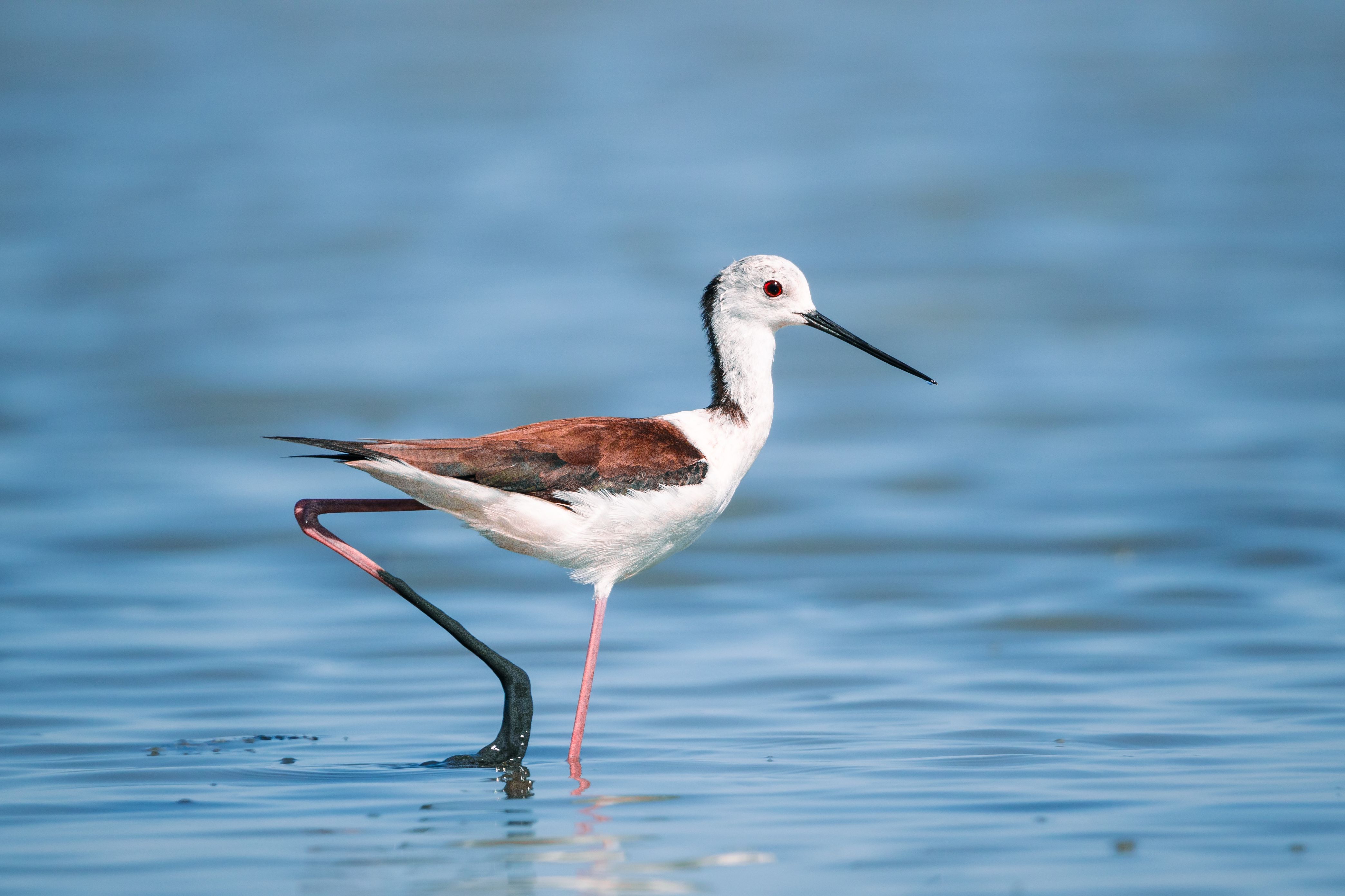 A black-winged stilt gracefully wades through tranquil lake waters, showcasing its elegance.