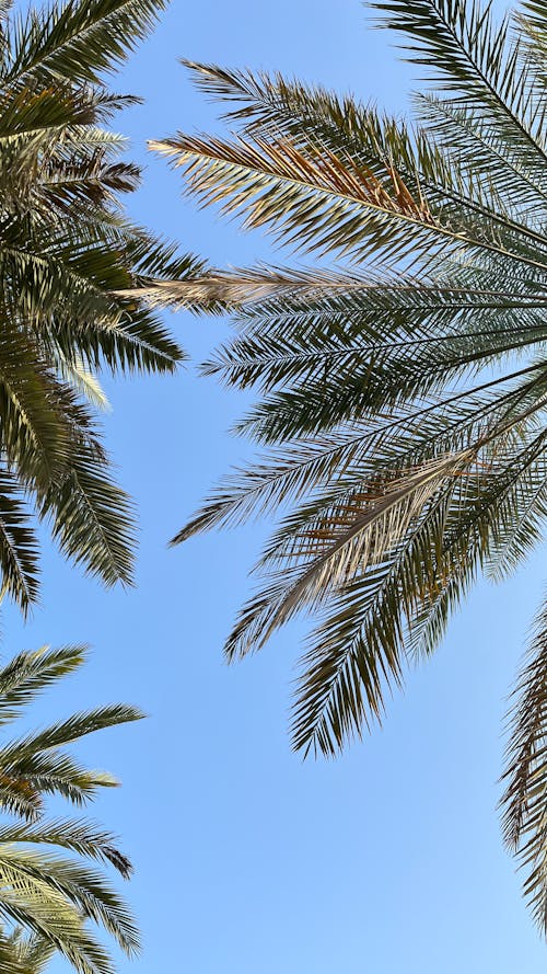 Palms in Summer 