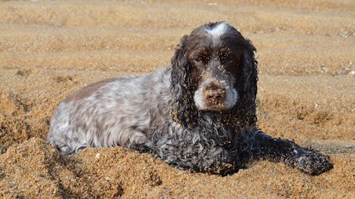 Gratis lagerfoto af baggrund, cocker-spaniel, dyrefotografering