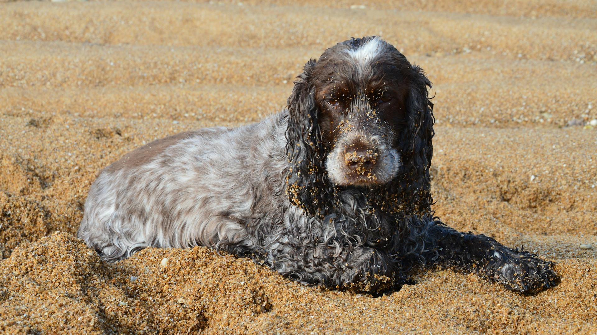 Le cocker spaniel noir