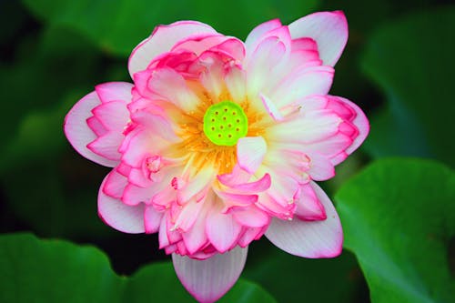 Close-up of a Pink Lotus 