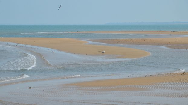 Peaceful coastal view with sandy beach, seagulls, and gentle waves under a clear sky.
