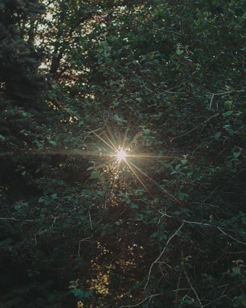 Foto profissional grátis de árvores, brilho do sol, denso