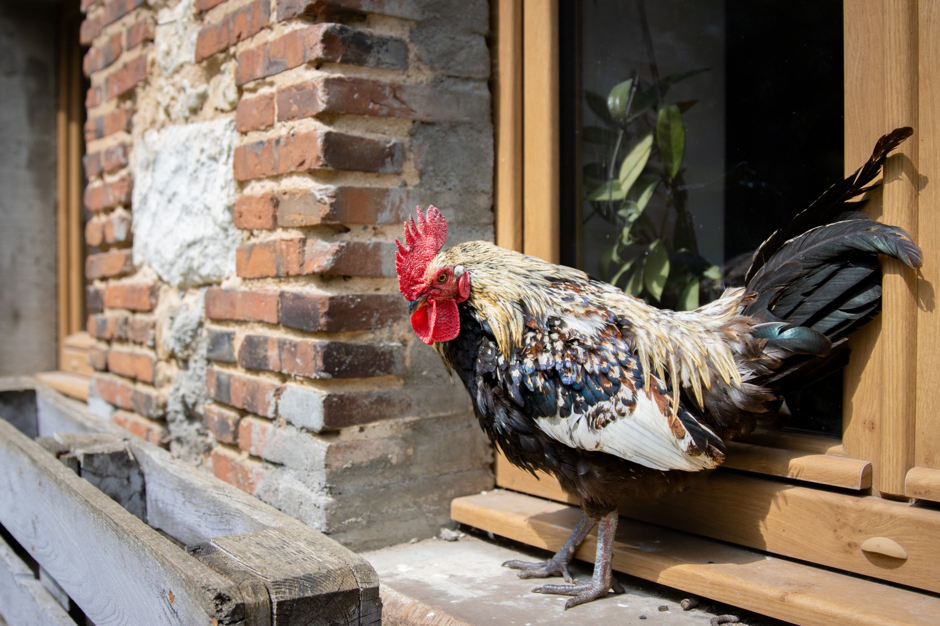 Un coq vibrant assis sur un rebord de fenêtre rustique, mettant en avant le charme rural.