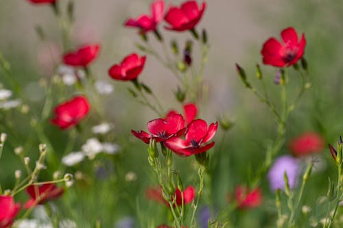 무료 꽃, 꽃잎, 빨간의 무료 스톡 사진