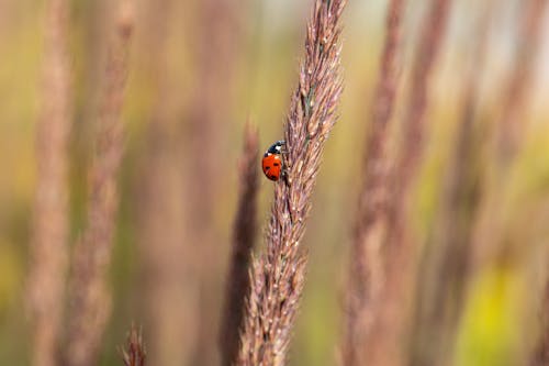 Close up of a Ladybug 