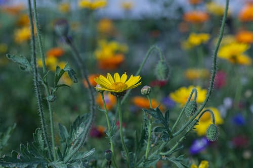 Foto profissional grátis de amarelo, área, flora