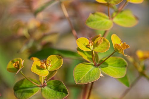 Foto profissional grátis de flor, planta