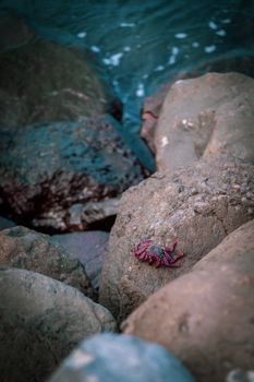 A vibrant red crab rests on coastal rocks with ocean waves in the background.
