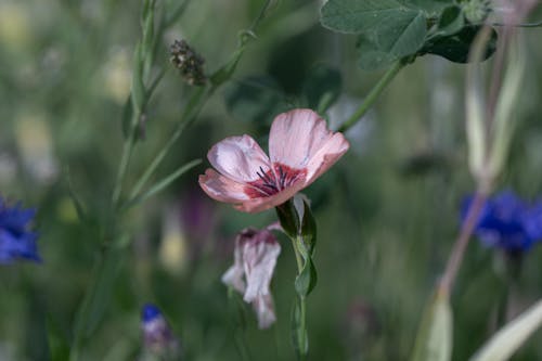 Foto profissional grátis de flor