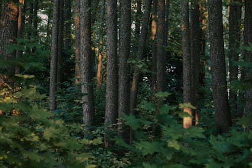 Foto profissional grátis de arbustos, árvores, casca