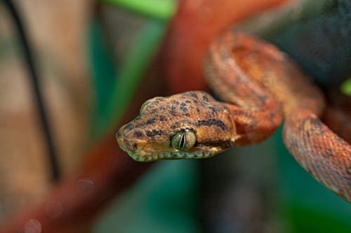 Foto profissional grátis de cobra