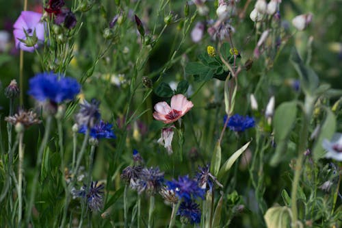 Close up of Flowers in a Meadow