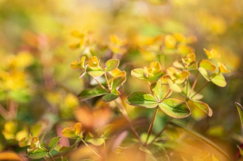 Foto profissional grátis de flor