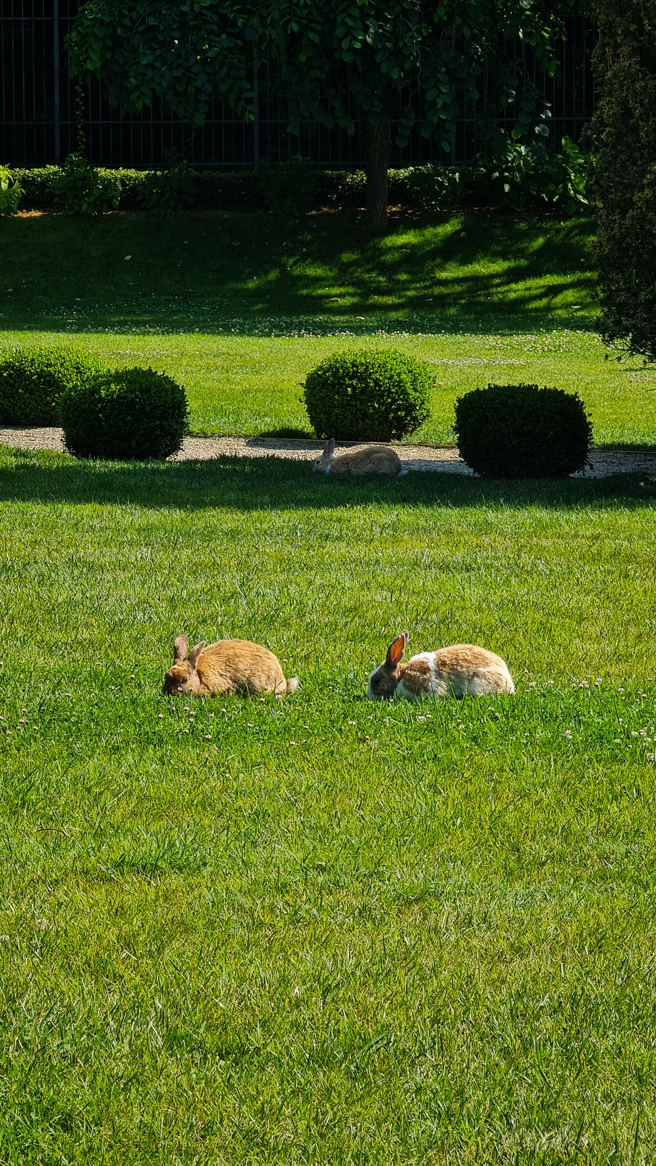 Two Rabbits in a Yard · Free Stock Photo