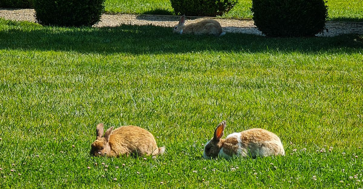 Two Rabbits in a Yard · Free Stock Photo