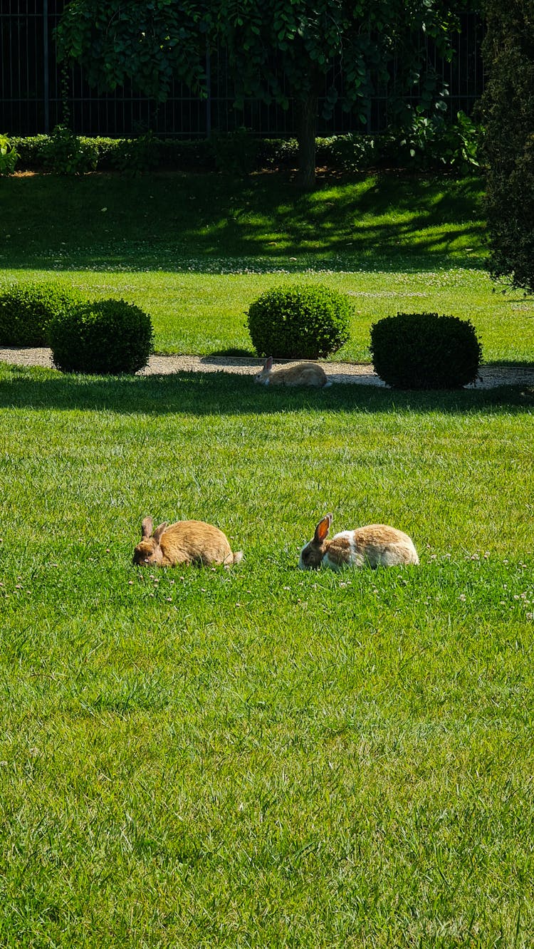 Two Rabbits In A Yard 