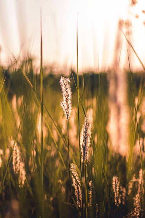 Thin Grasses at Sunset