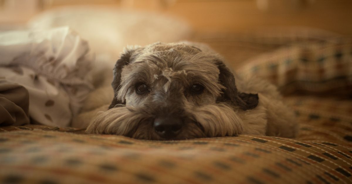Best Probiotics for Senior Dogs: 2026 Buyer's Guide