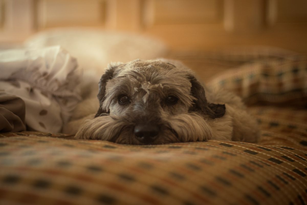 A dog rests on warm bedding indoors while its caregiver prepares for a quiet overnight check.