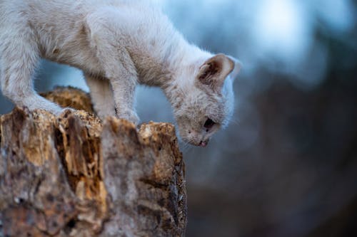 Close up of a Kitten 