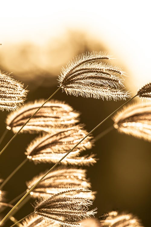 Thin Rushes at Sunset