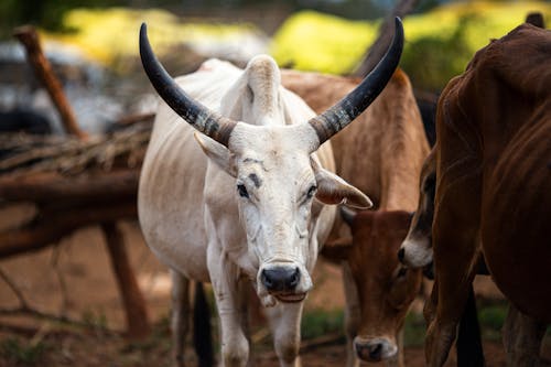 印度牛, 吃草, 奶牛 的 免费素材图片