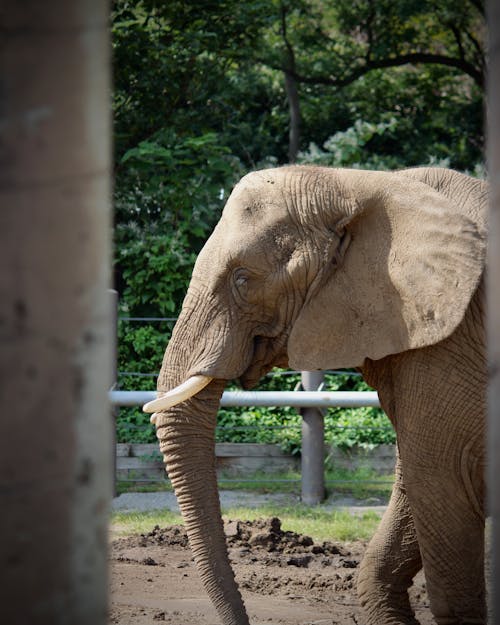 動物の写真, 動物園, 垂直ショットの無料の写真素材