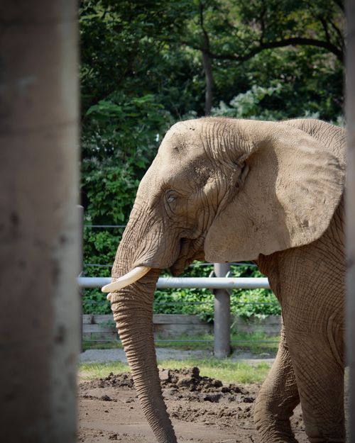 Free Majestic African elephant walking in a zoo enclosure during summer. Stock Photo