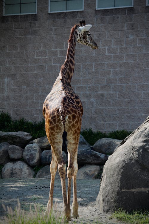 Giraffe Standing in ZOO Paddock