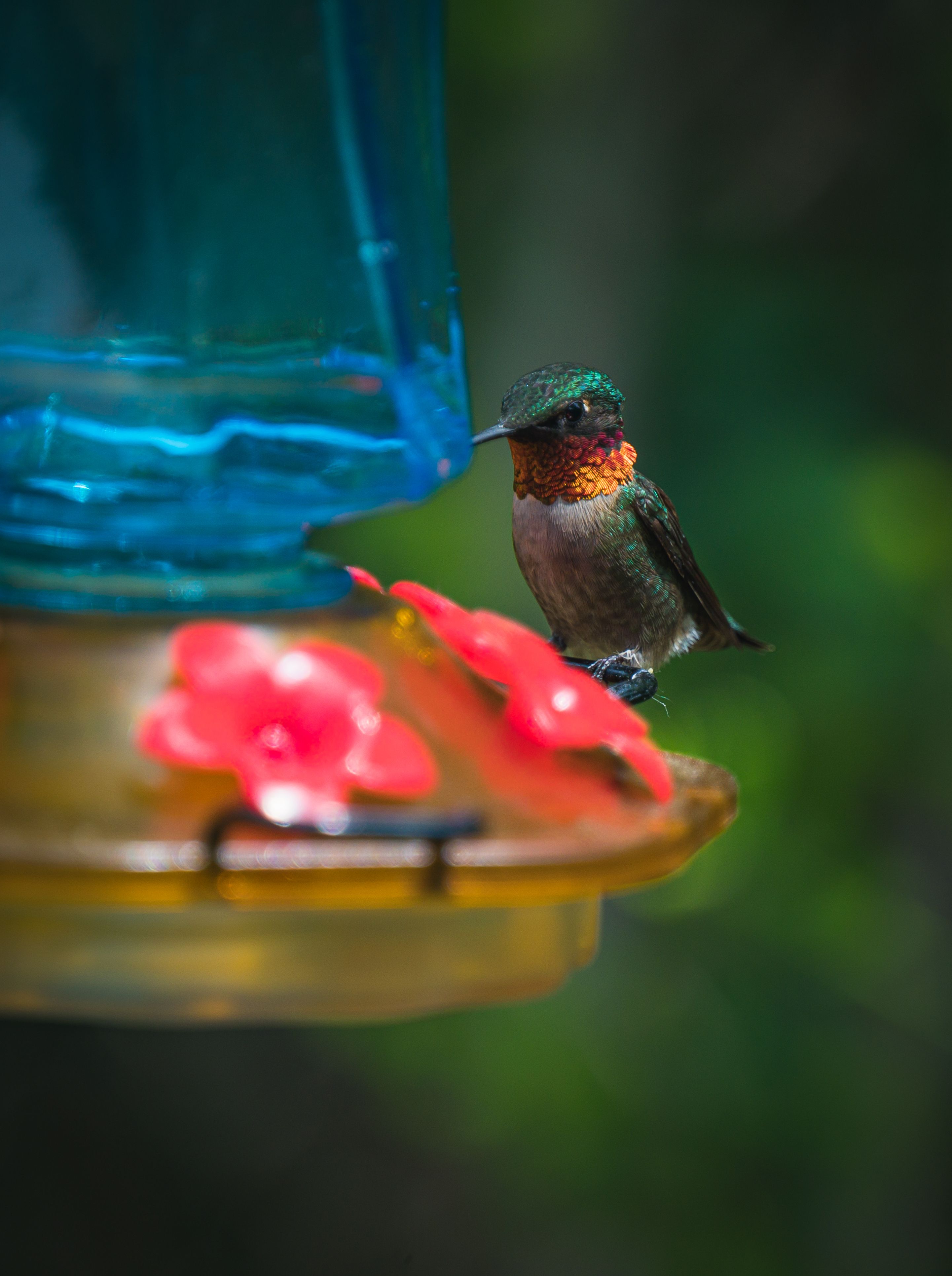 Hummingbird Water Photos, Download The BEST Free Hummingbird Water