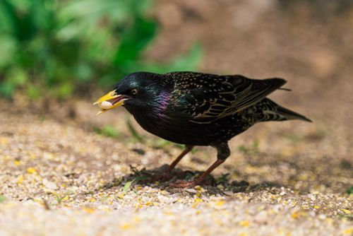 Free A vibrant European starling feeding on the ground, showcasing colorful plumage. Stock Photo