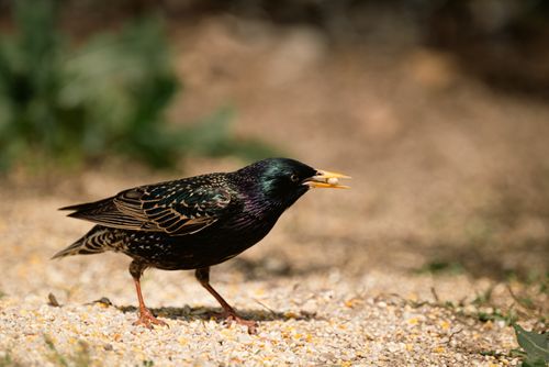 Free Close-up of a European starling feeding on grains in natural light. Stock Photo