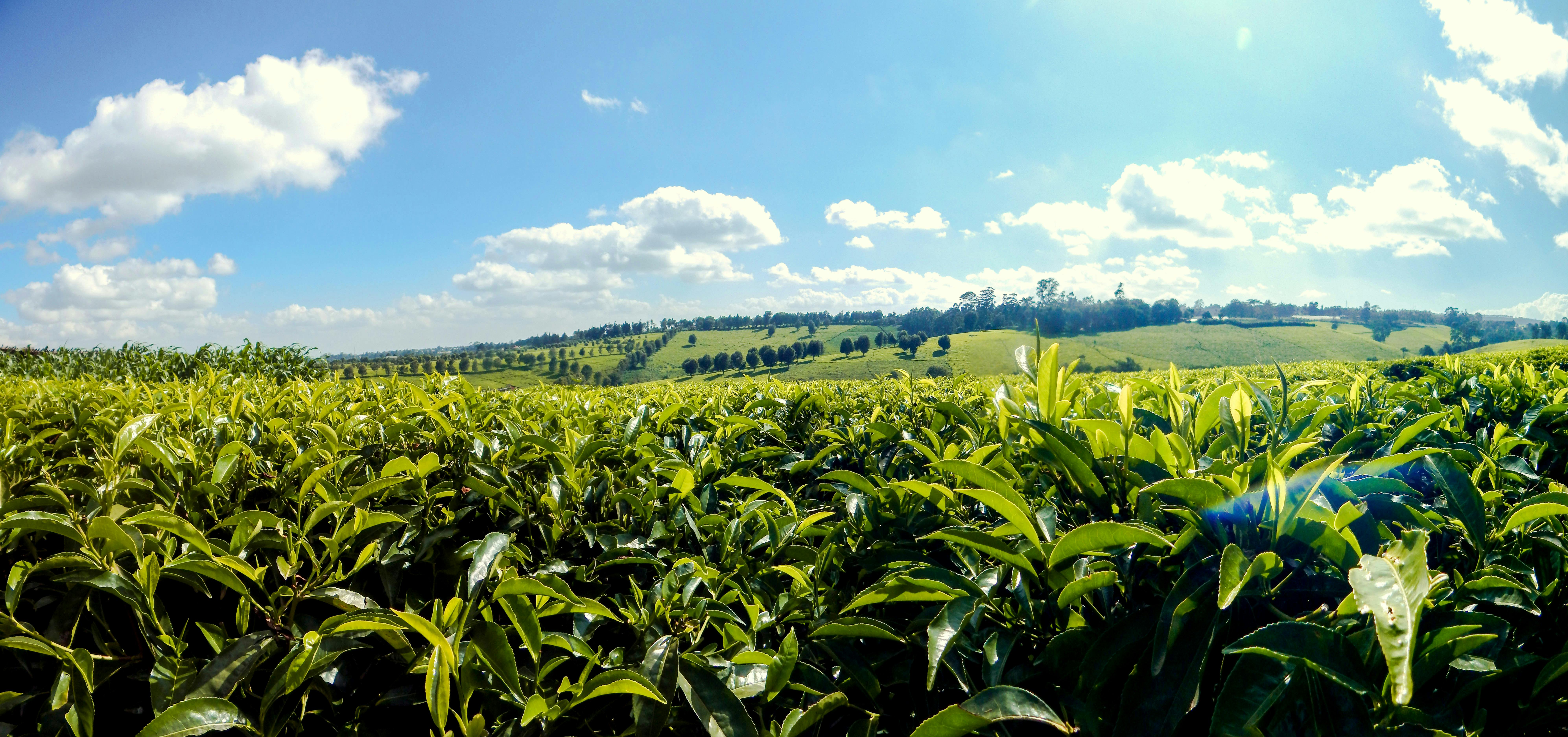 Free stock photo of Kenya tea, tea farm, Tigoni tea farm