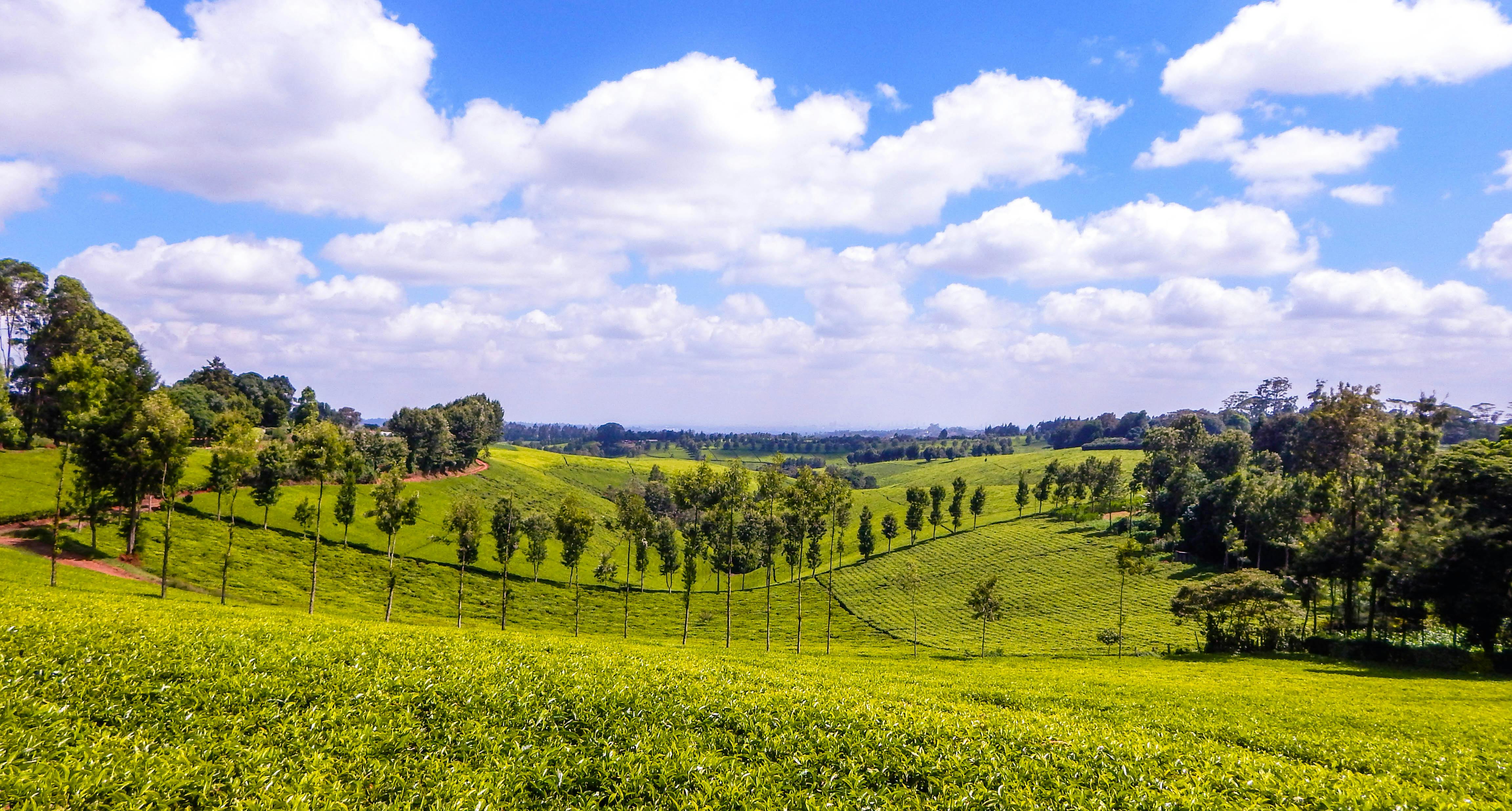 Free stock photo of Kenya green tea, tea farm, Tigoni tea farm