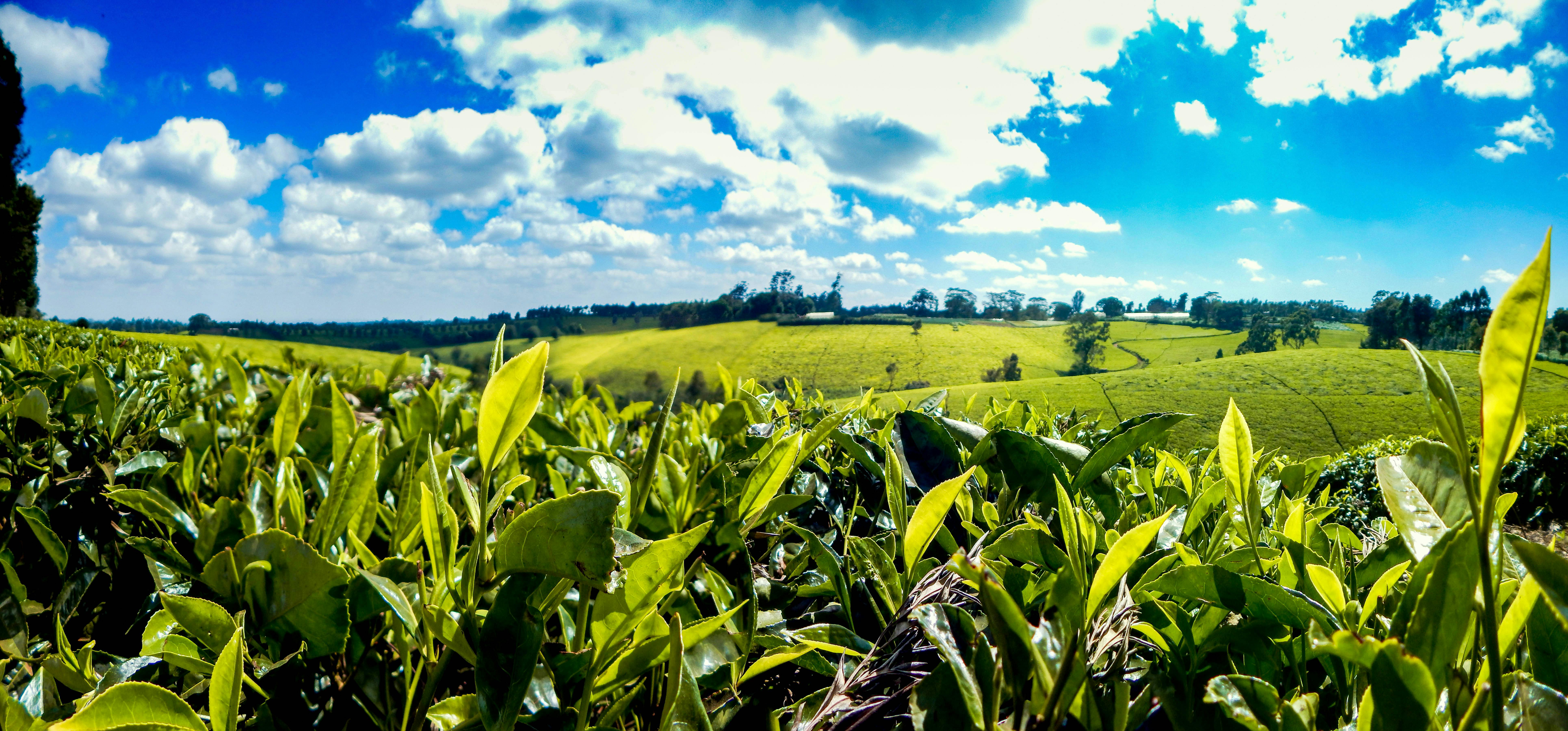 Free stock photo of African tea, Kenya tea farm, tea farm