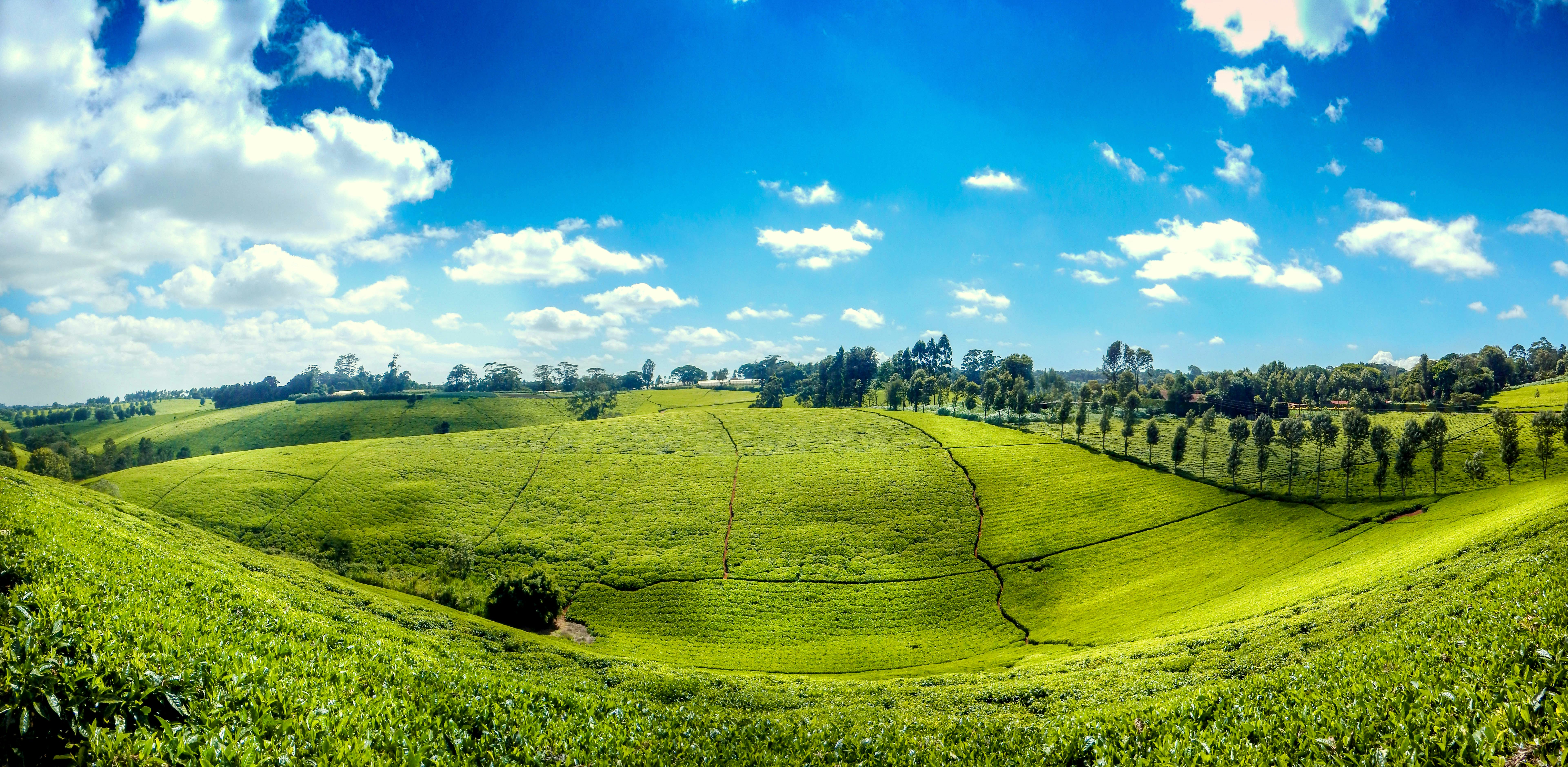 Free stock photo of African tea, tea farm kenya