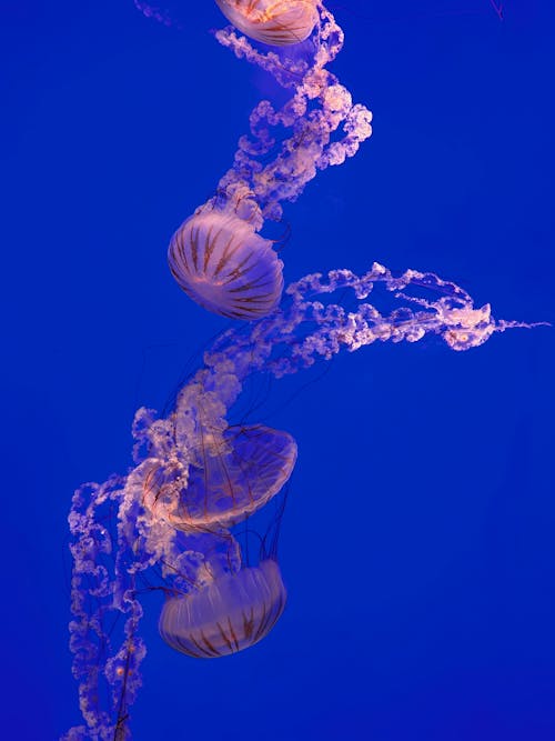 Foto stok gratis fotografi binatang, kehidupan laut, latar belakang biru