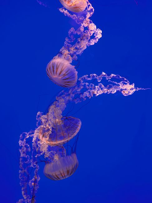 Captivating view of jellyfish swimming gracefully in vibrant blue waters. Perfect for wallpaper.