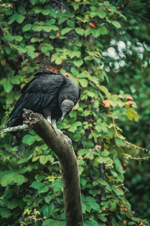 Black Vulture on Branch