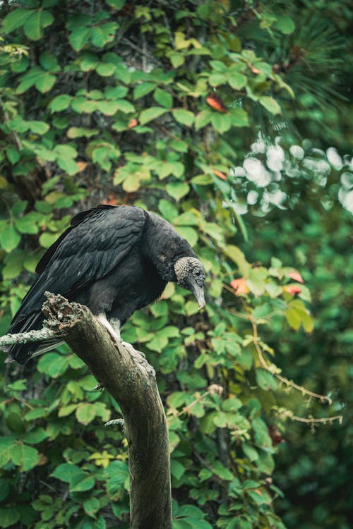 Black Vulture in Nature