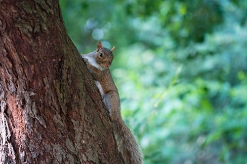 Foto d'estoc gratuïta de arbre, esquirol, fons de pantalla