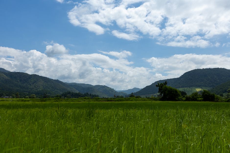 Pristine grasslands stretch under a bright blue sky in a tranquil mountain landscape.