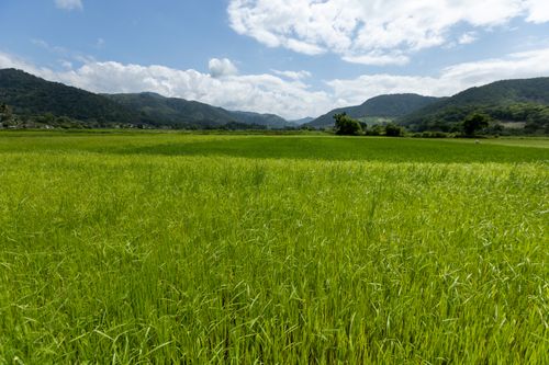 Free A vibrant green countryside field with rolling hills under a bright blue sky, perfect for agriculture. Stock Photo