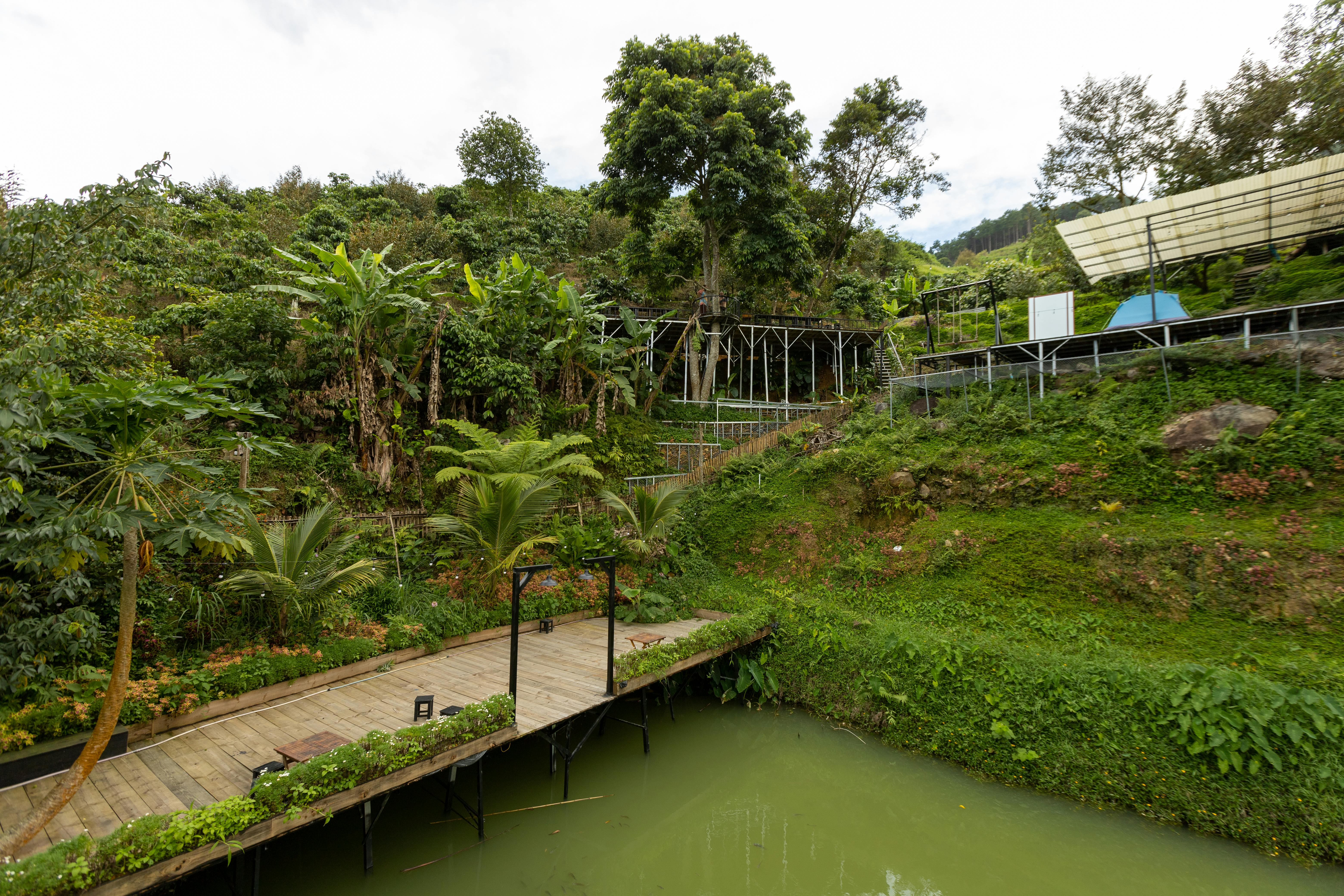 Explore a tranquil wooden footbridge amidst lush greenery, capturing nature's serene beauty.