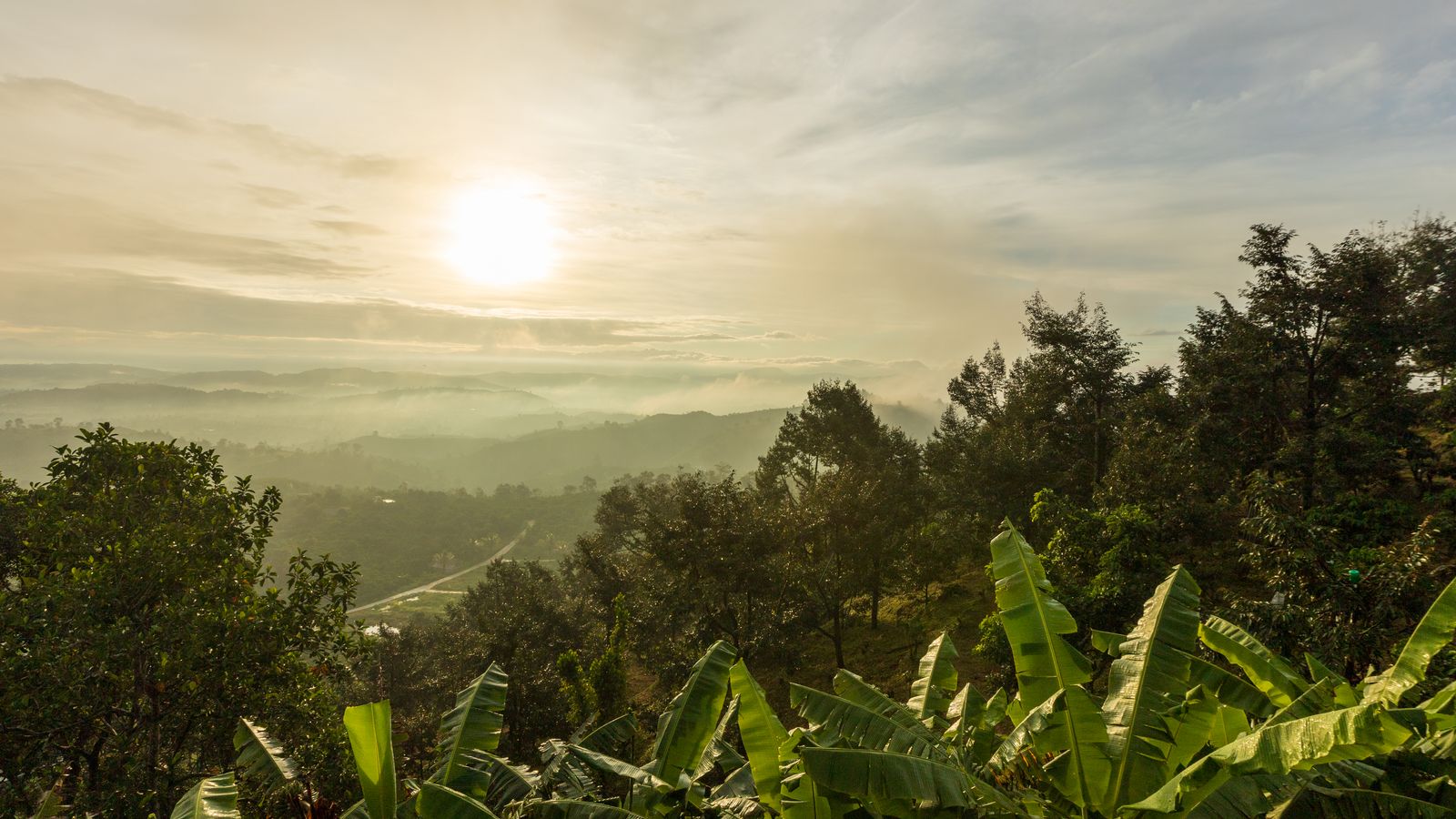 Mist covering sun over woodland, Congo